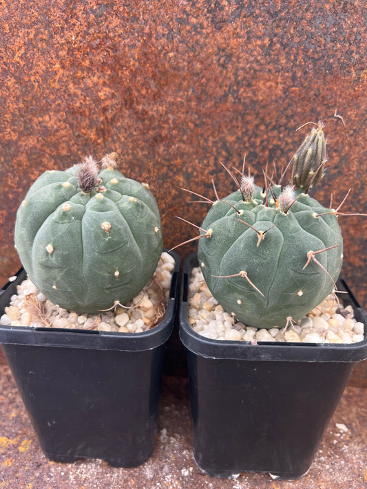 Matucana madisoniorum