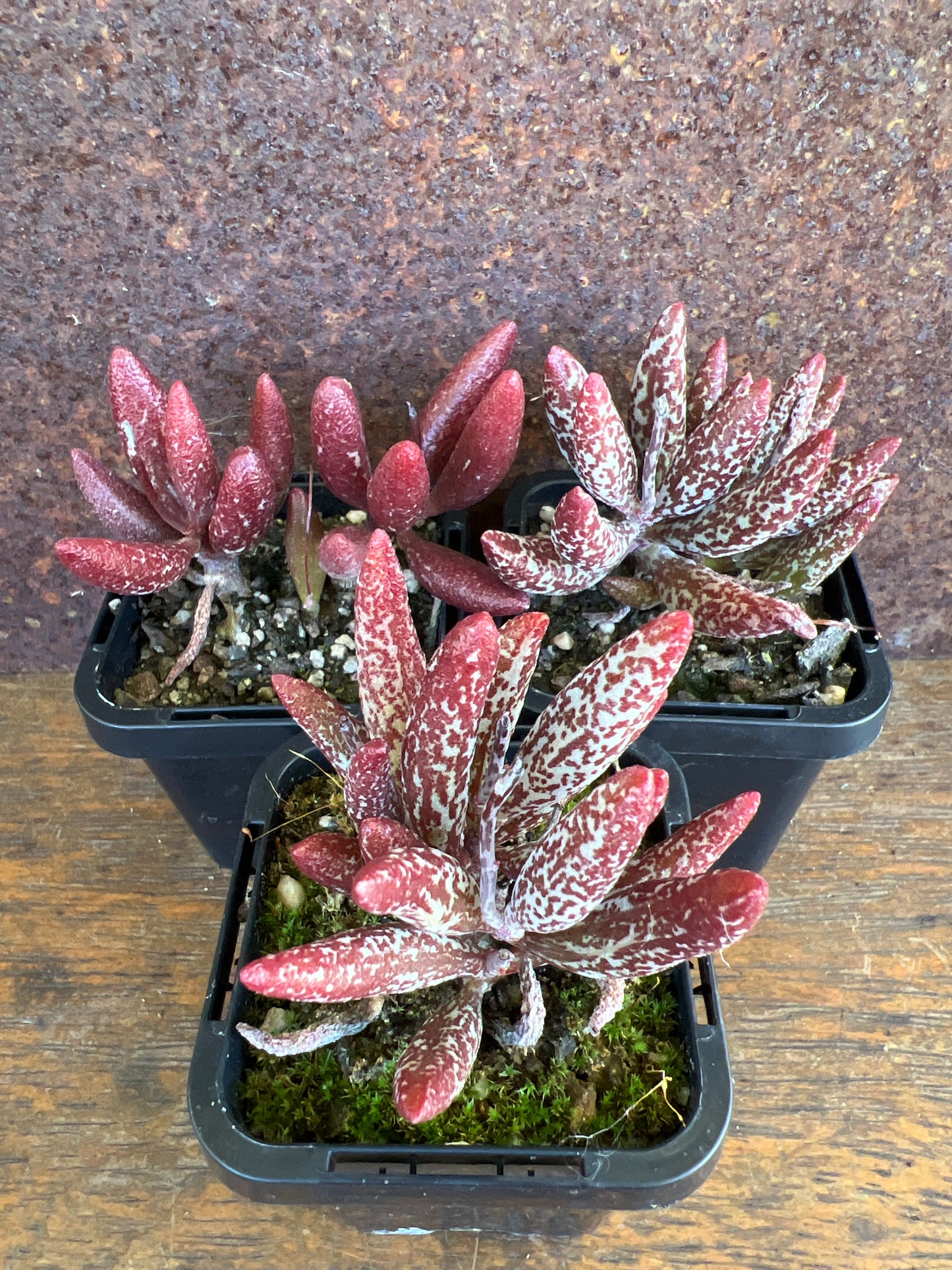 Adromischus marianiae v. antidorcatum