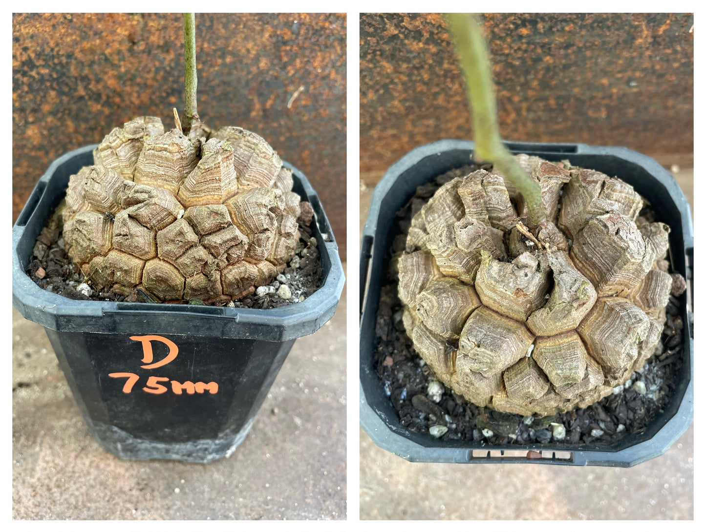 Dioscorea elephantipes (elephant’s foot)