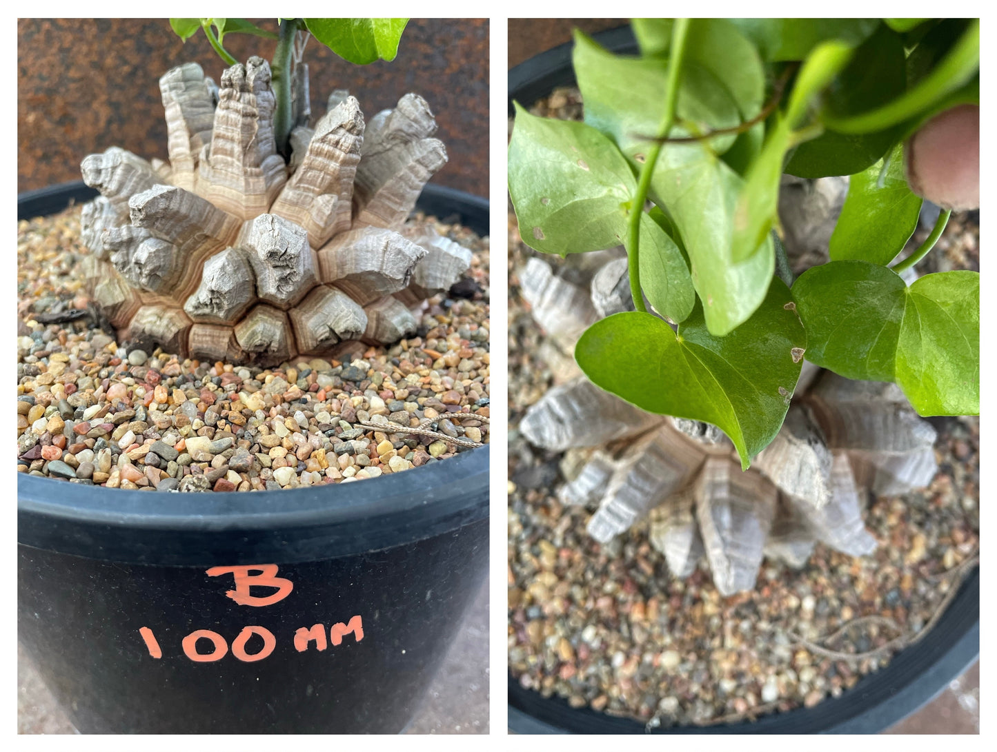 Dioscorea elephantipes (elephant’s foot)