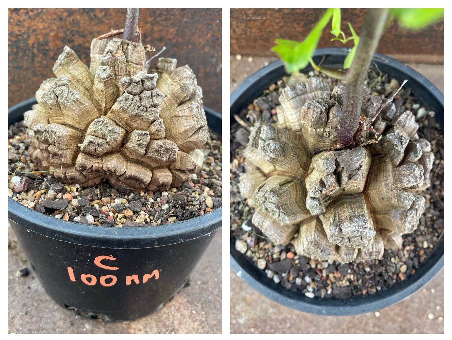 Dioscorea elephantipes (elephant’s foot)