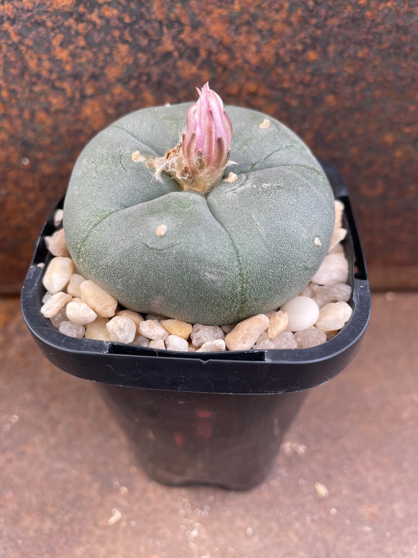 LW Northern Form (seed grown)