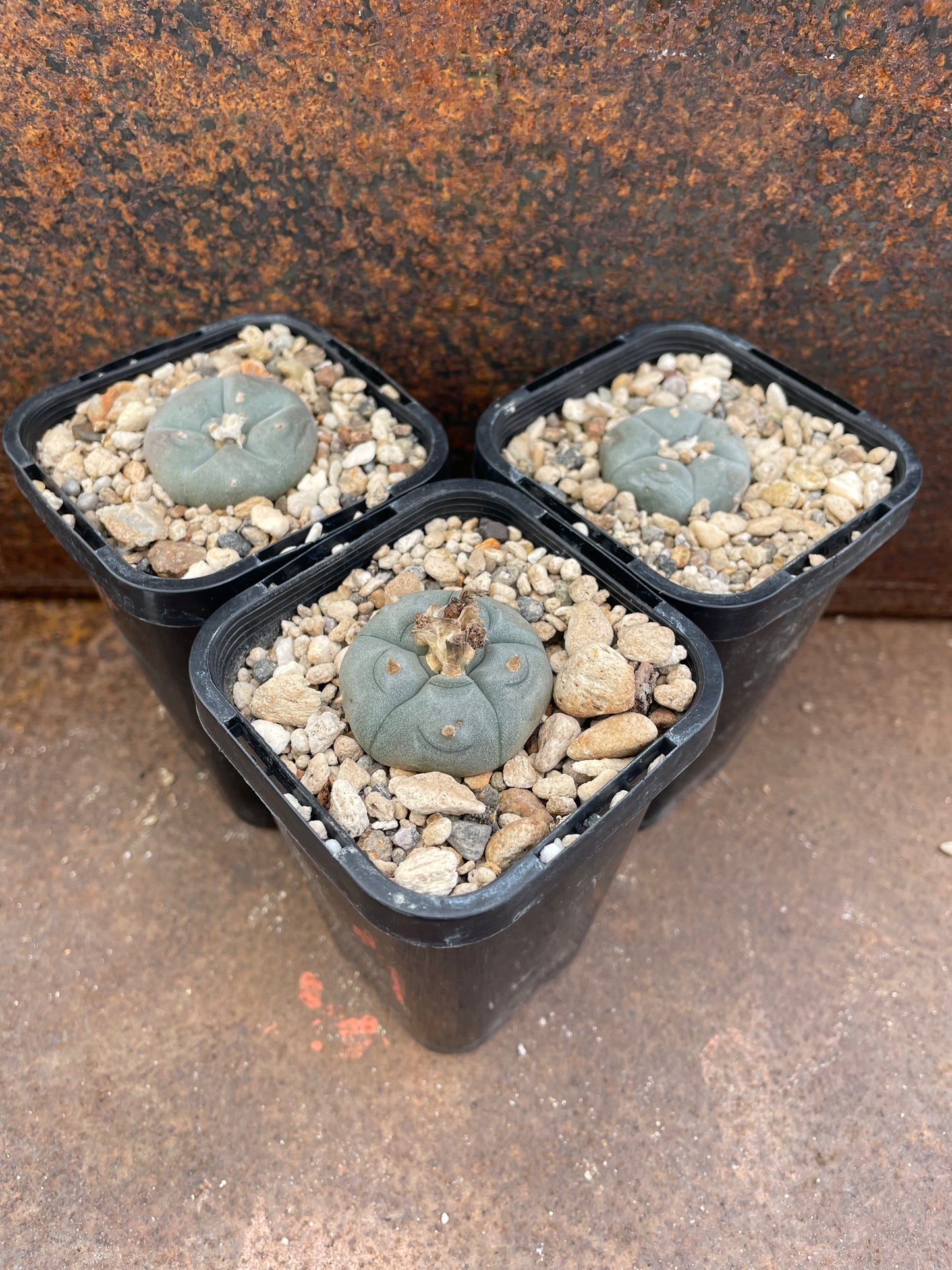 LW Northern Form (seed grown)