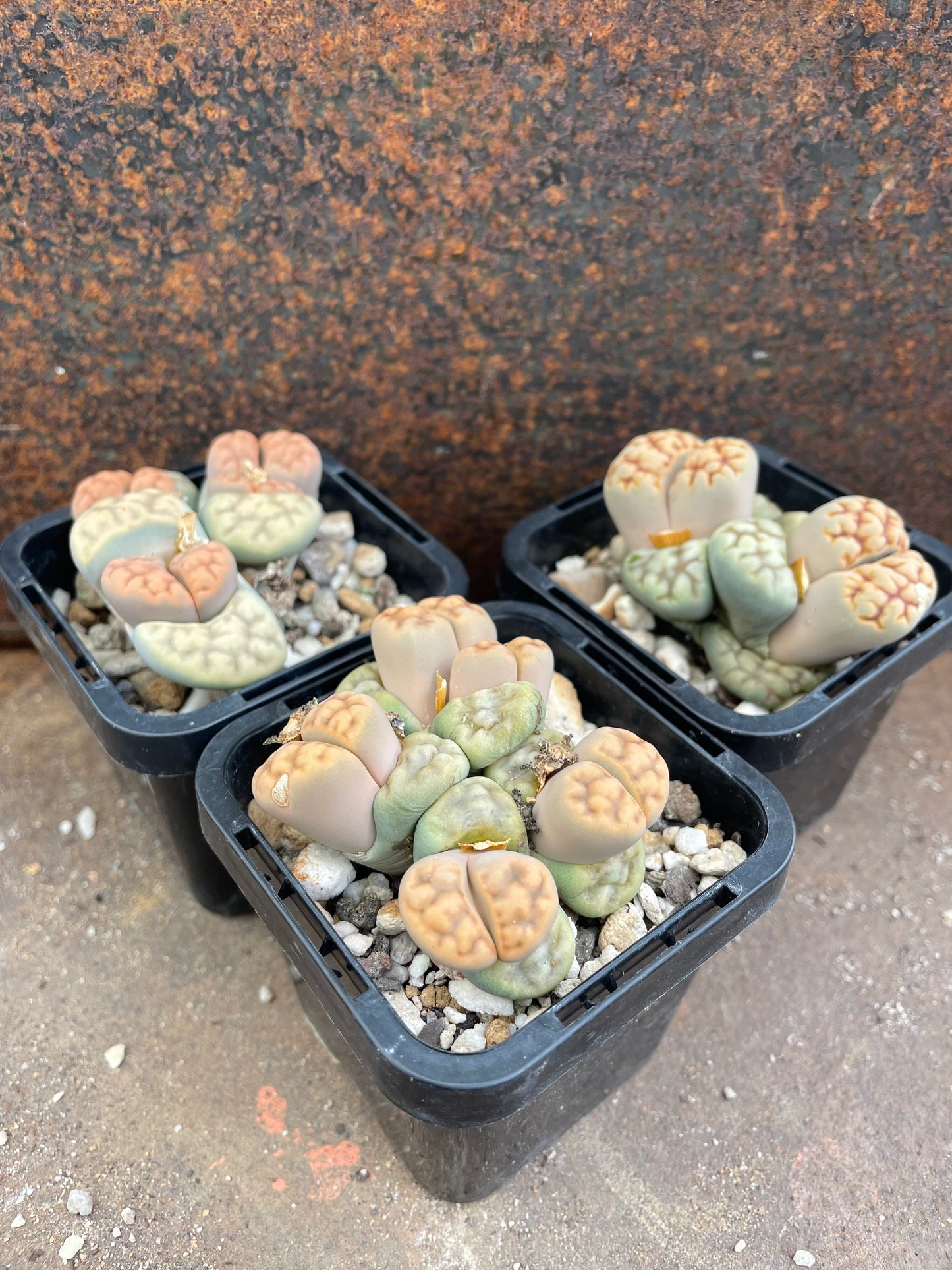 Lithops Karasmontana