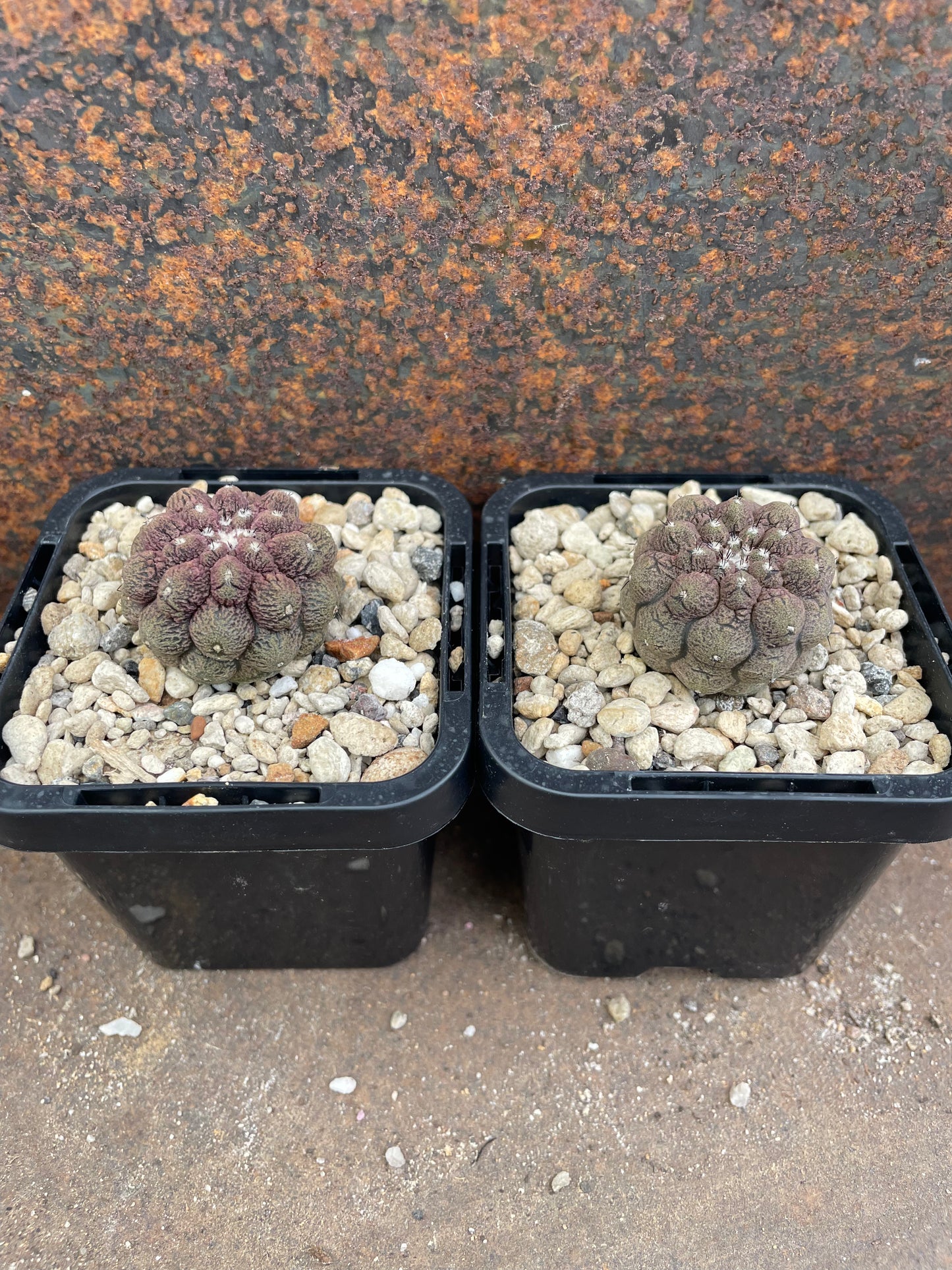 Copiapoa hypogaea ‘lizard skin’