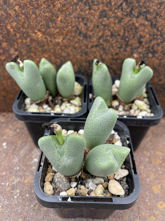 Conophytum bilobum v altum