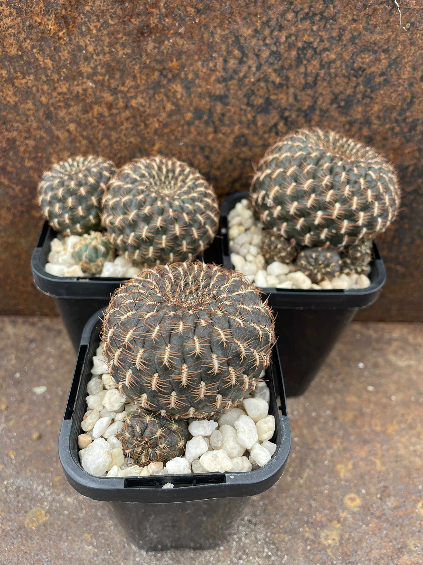 Sulcorebutia arenacea