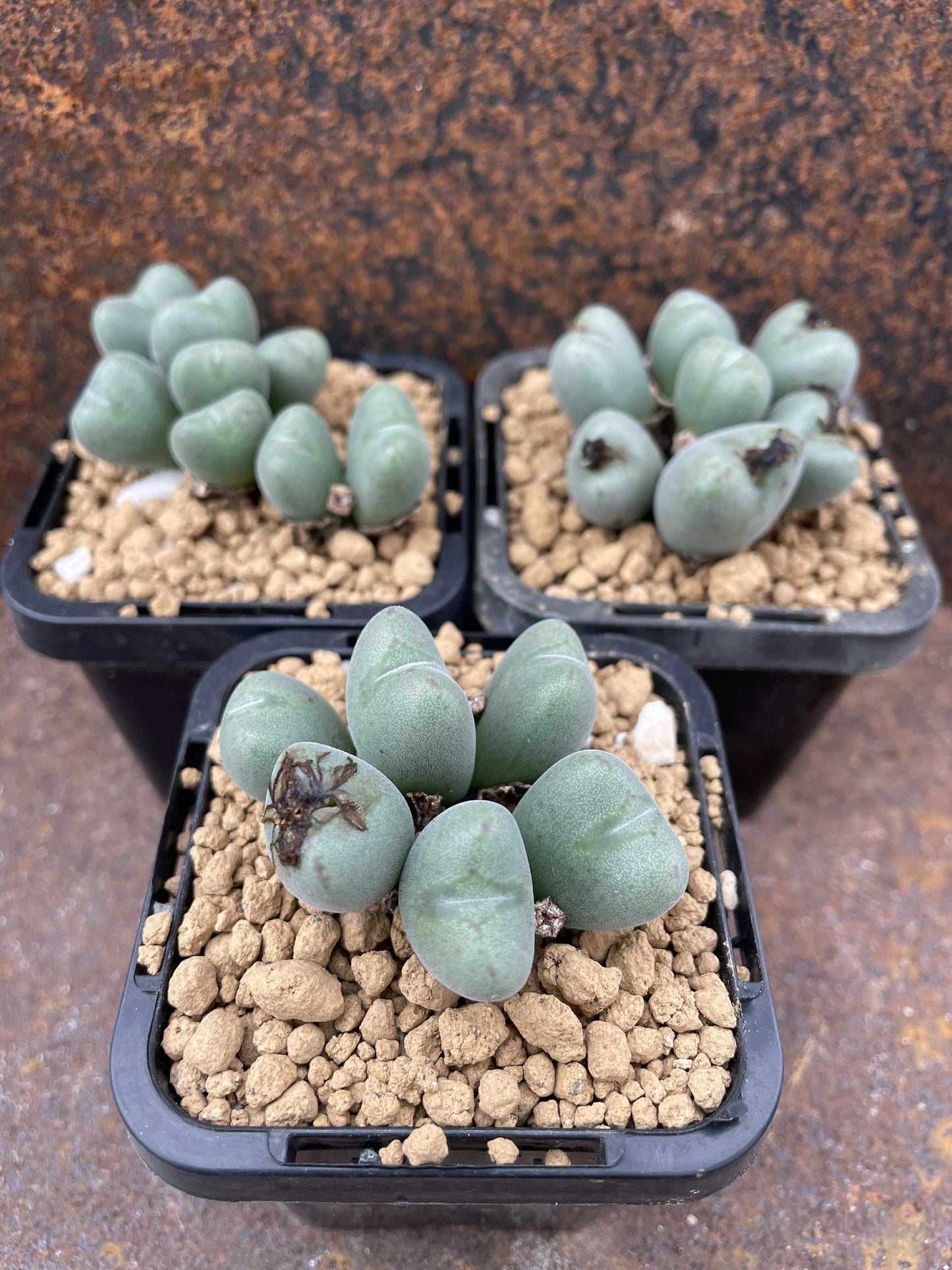 Conophytum meyeri leopardinum (clone 1)