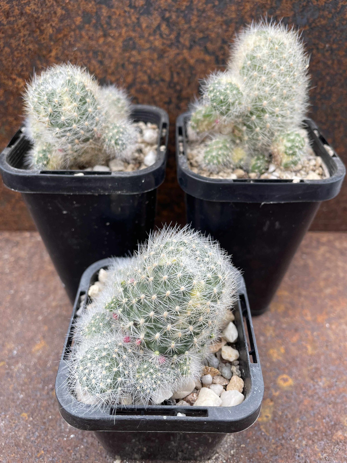 Rebutia sp variegated (pink flower)