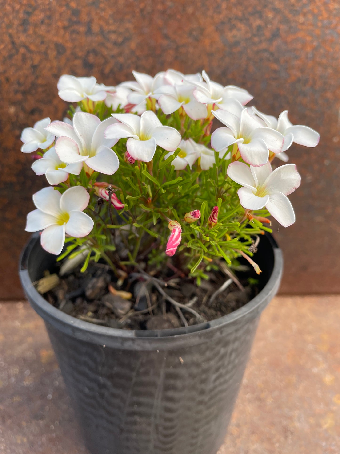 Oxalis Versicolor (Barbers Pole/Candy Cane)