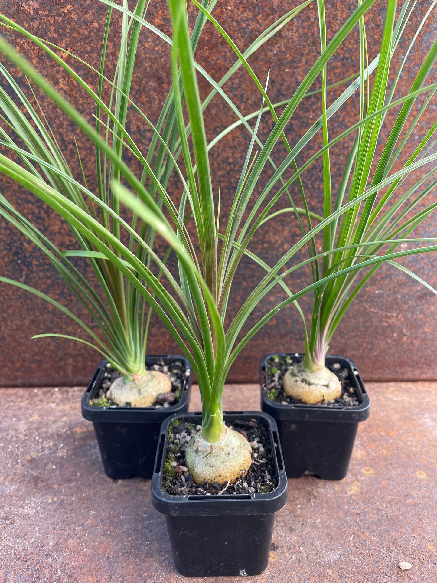 Beaucarnea recurvata