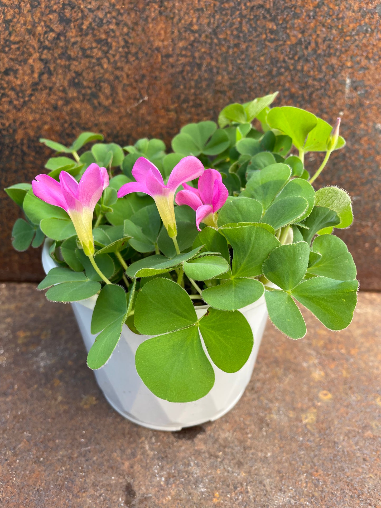Oxalis purpurea