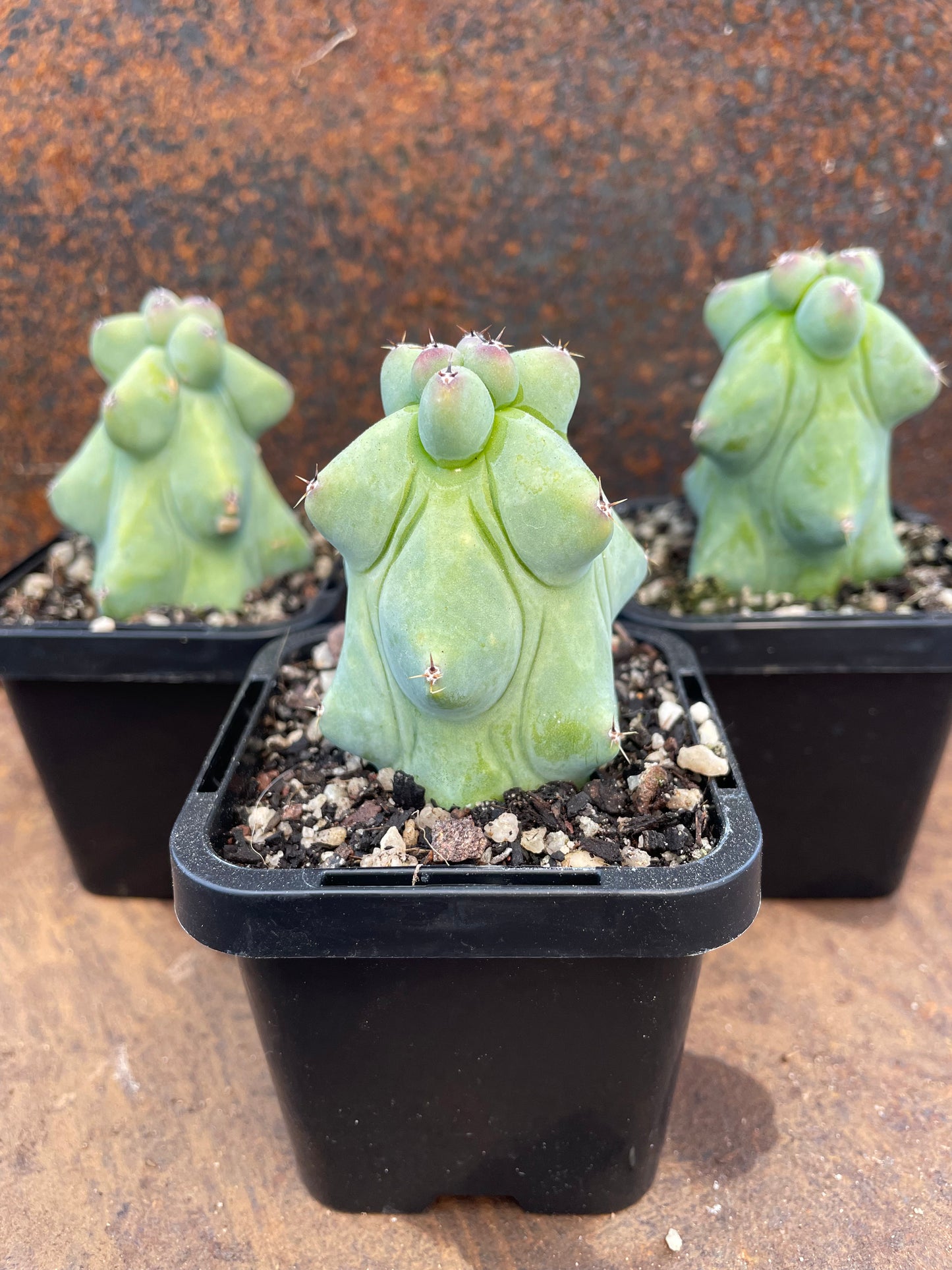 Myrtillocactus geometrizans 'Fukurokuryuzinboku'