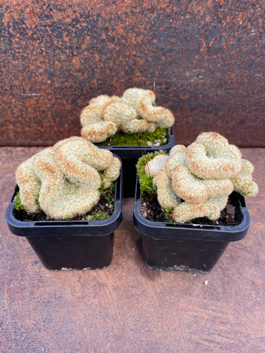 Mammillaria brain cactus