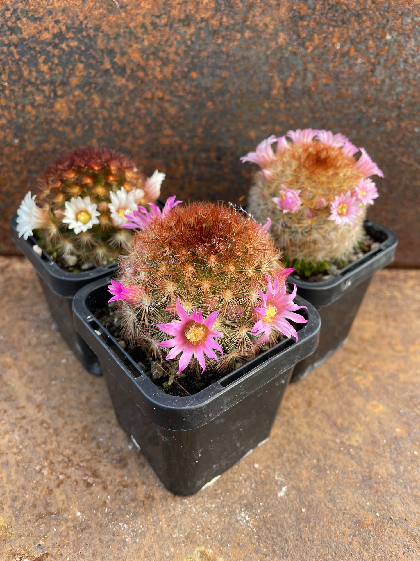 Mammillaria carmenae "feather cactus"