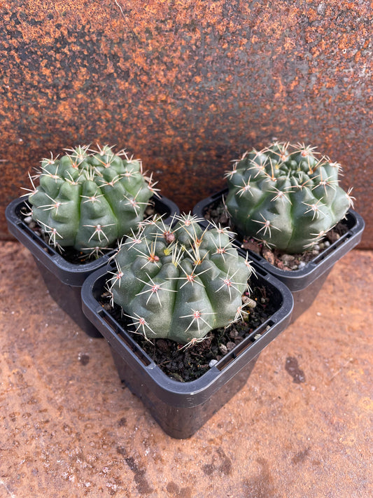 Gymnocalycium baldianum