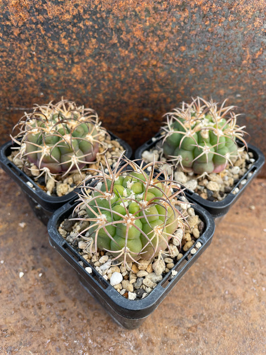 Gymnocalycium riograndense