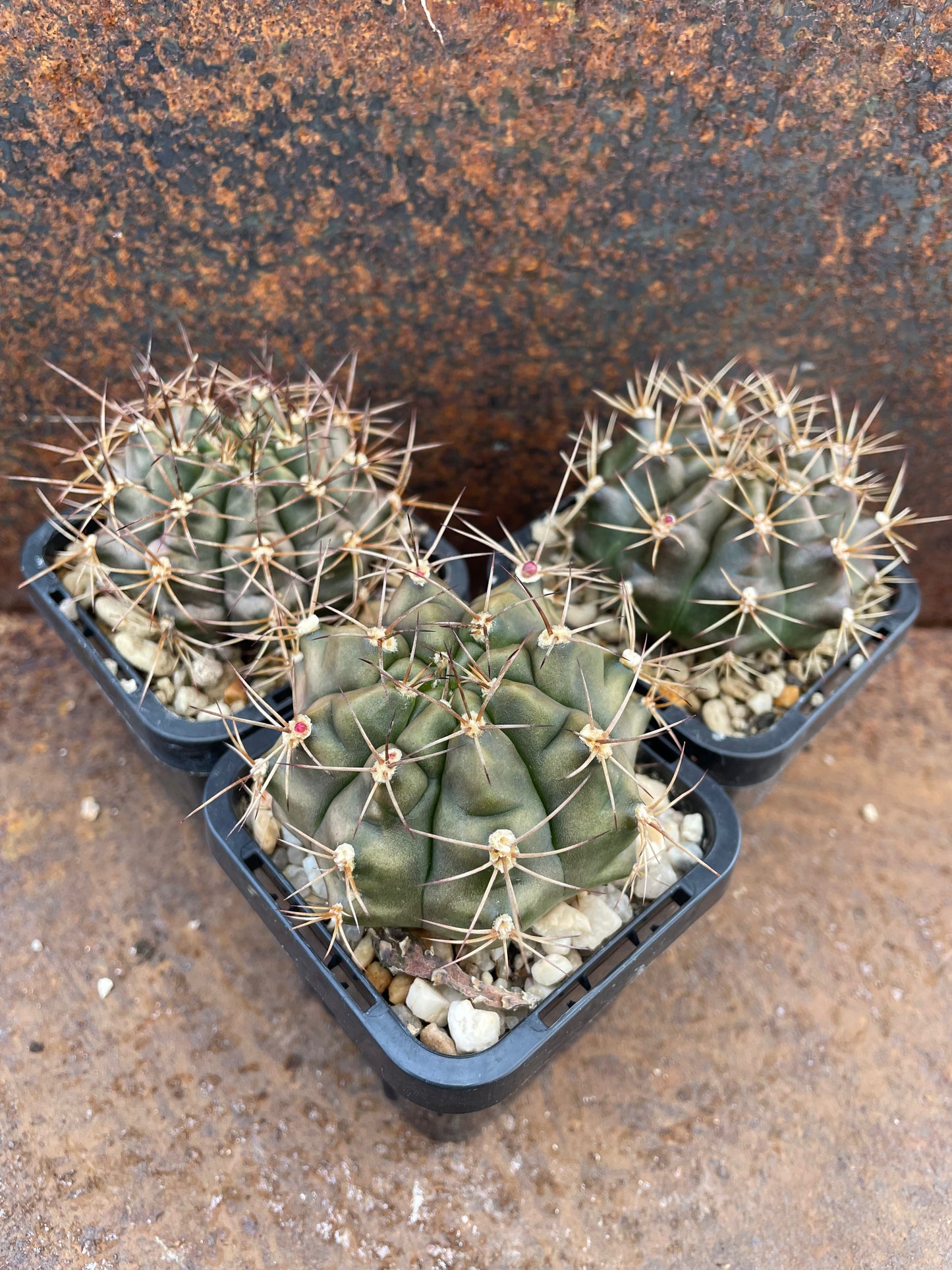 Gymnocalycium mihanovichi