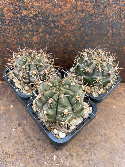 Gymnocalycium mihanovichi