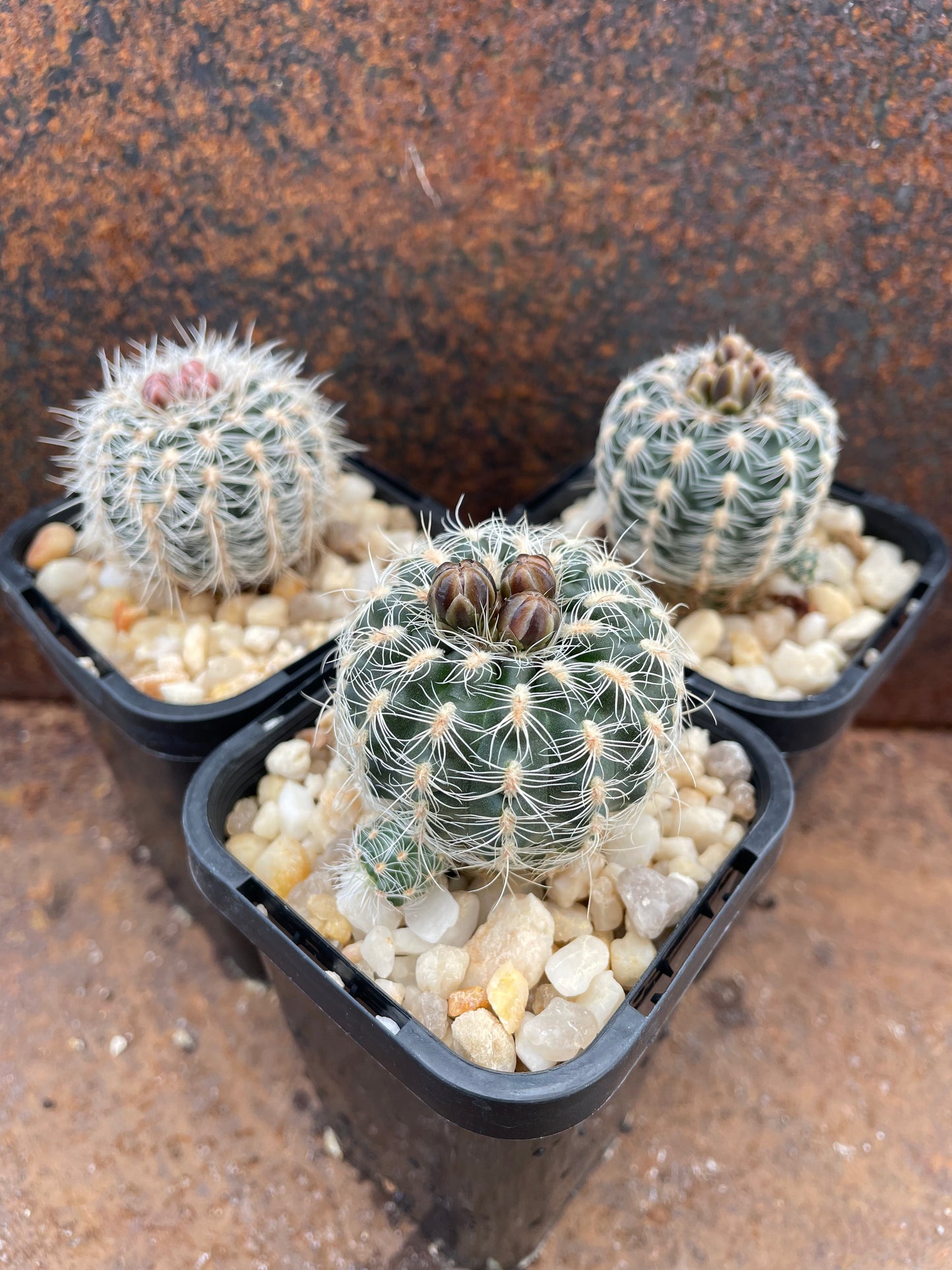 Gymnocalycium bruchii