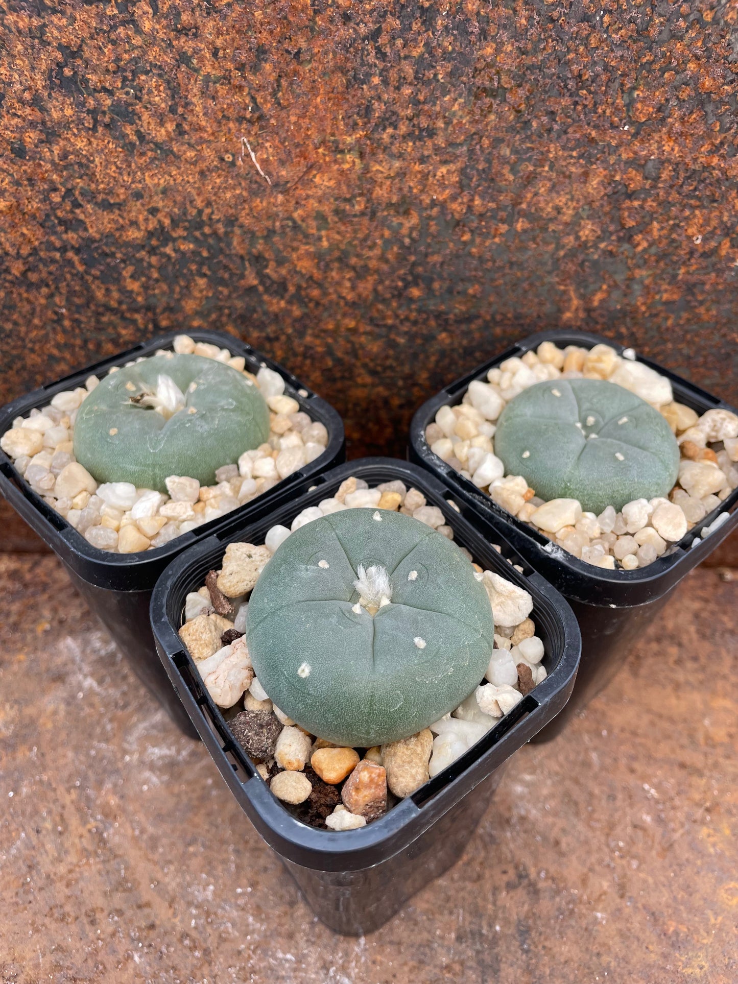 LW Northern Form (seed grown)