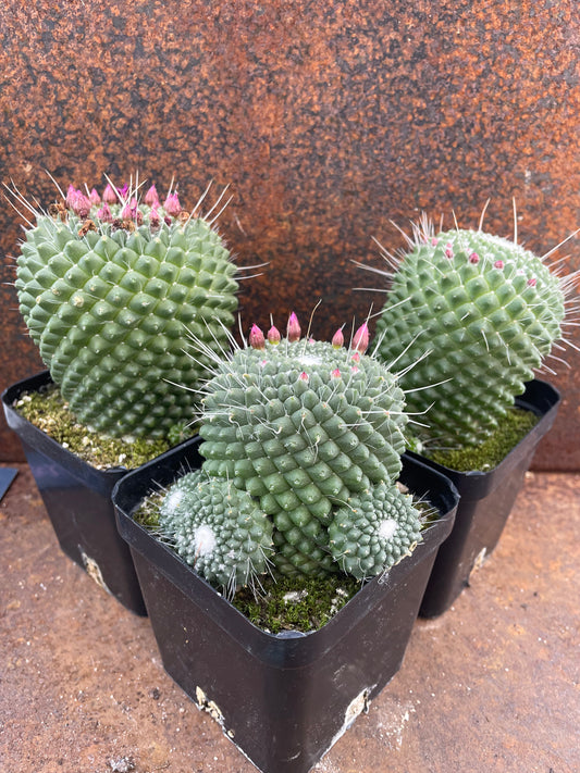Mammillaria pico compacta