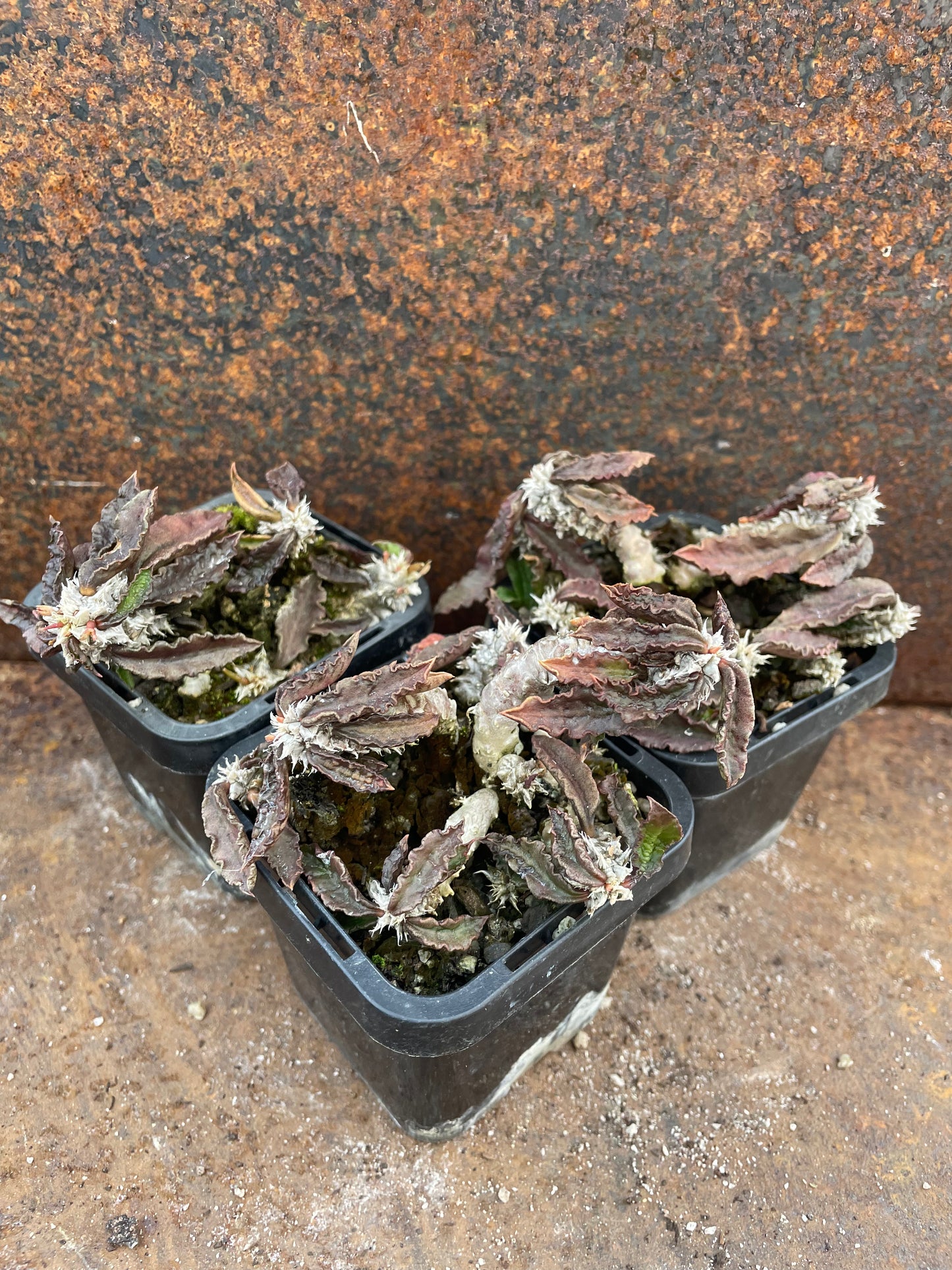 Euphorbia capsaintemariensis