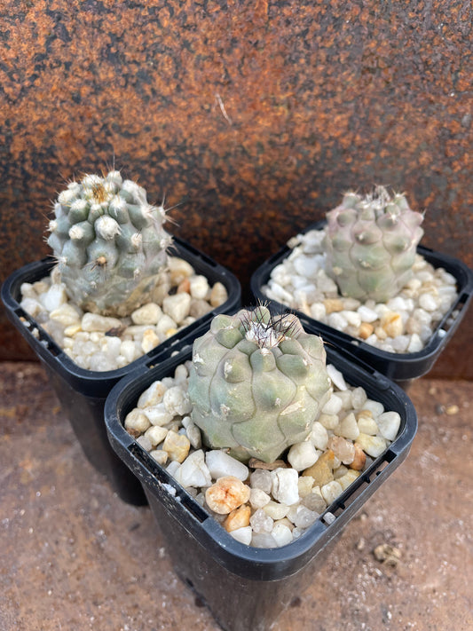 Copiapoa humilis