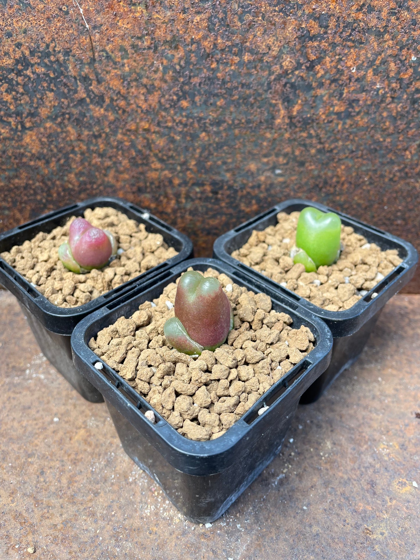 Conophytum maughanii