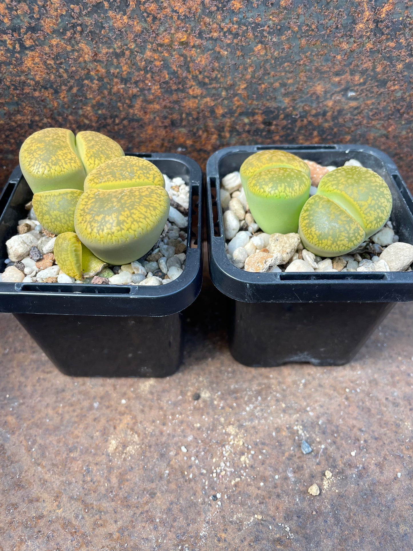 Lithops aucampiae C395