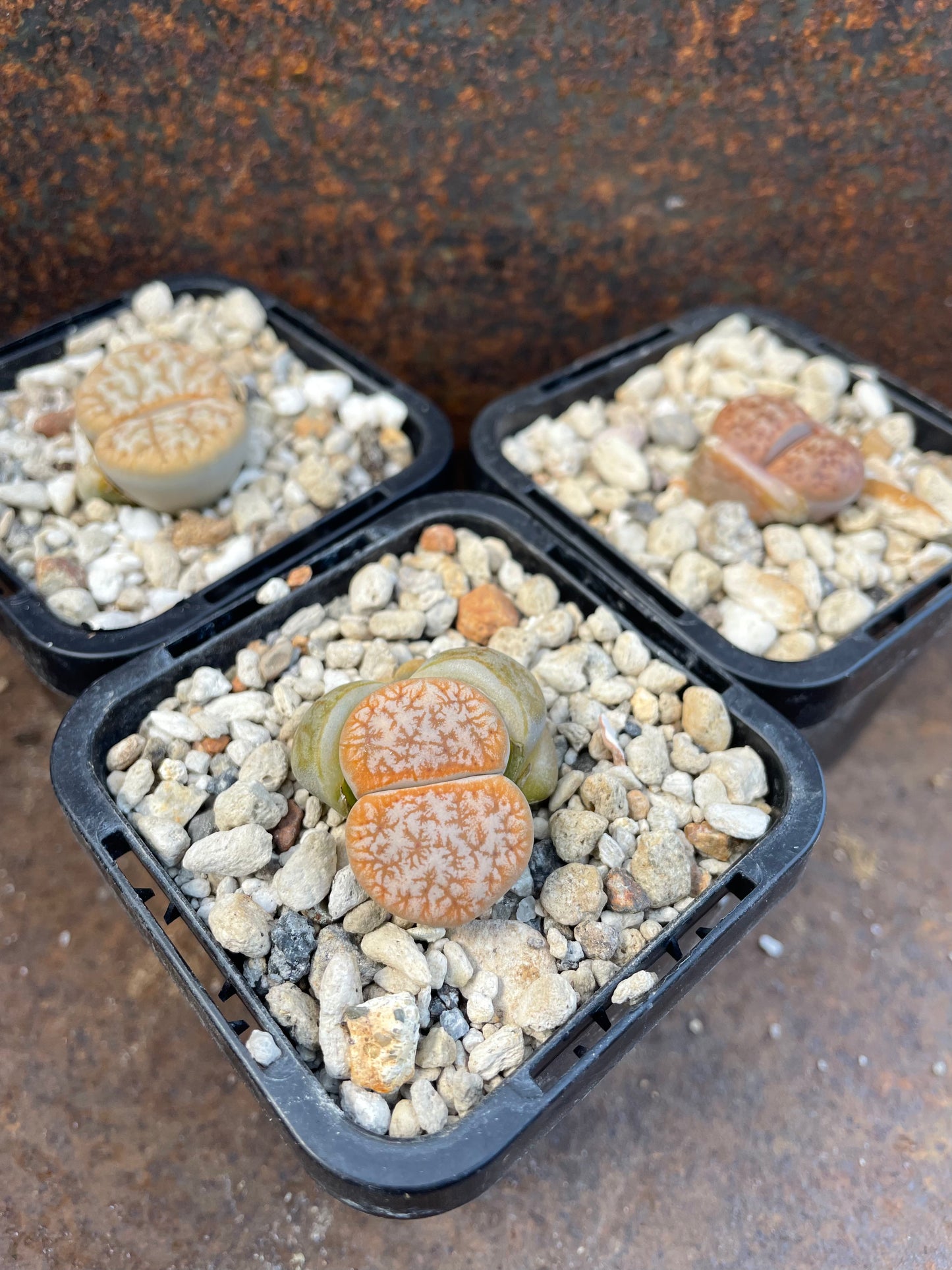 Lithops cafe au lait C309A