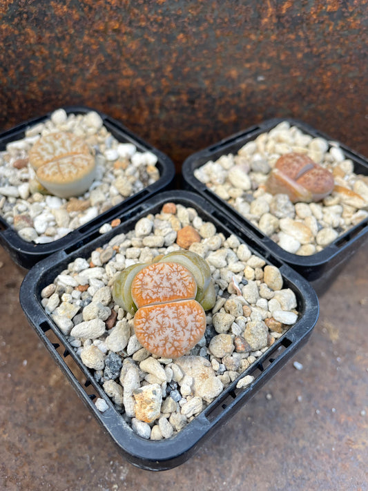 Lithops cafe au lait C309A
