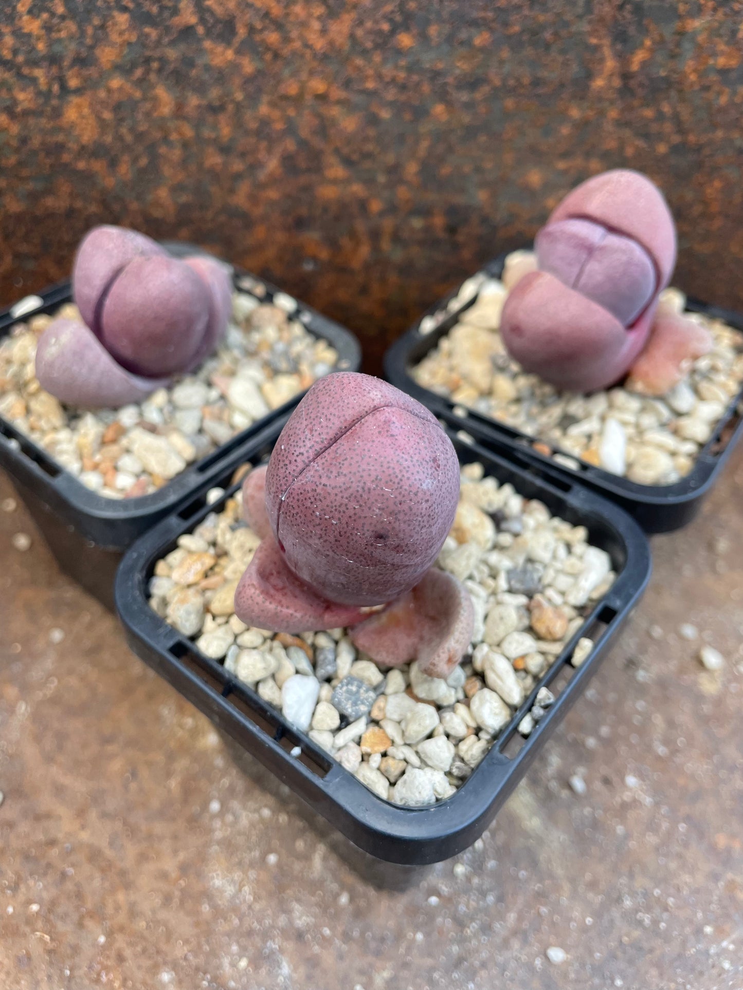 Pleiospilos nelii 'Royal Flush'