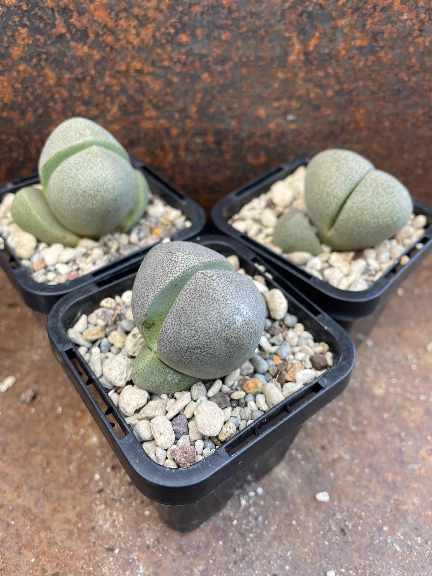 Pleiospilos nelii ‘Split Rock’