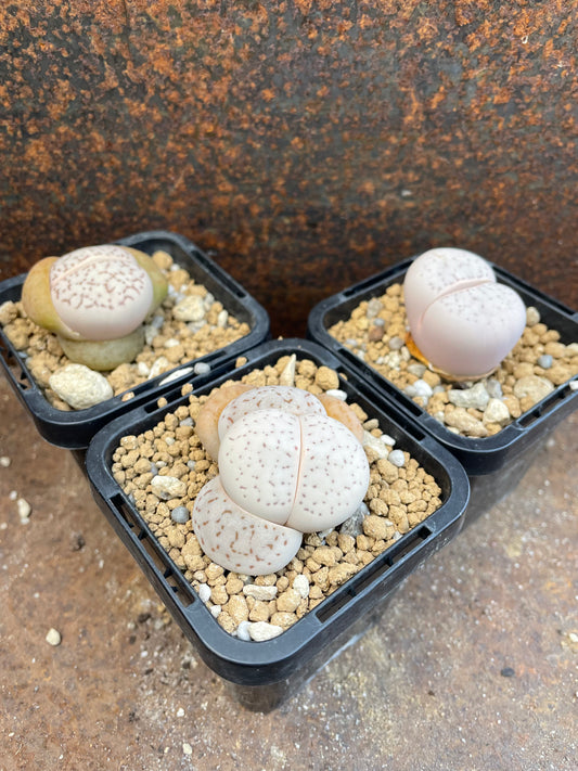 Lithops dinteranthus vanzylii