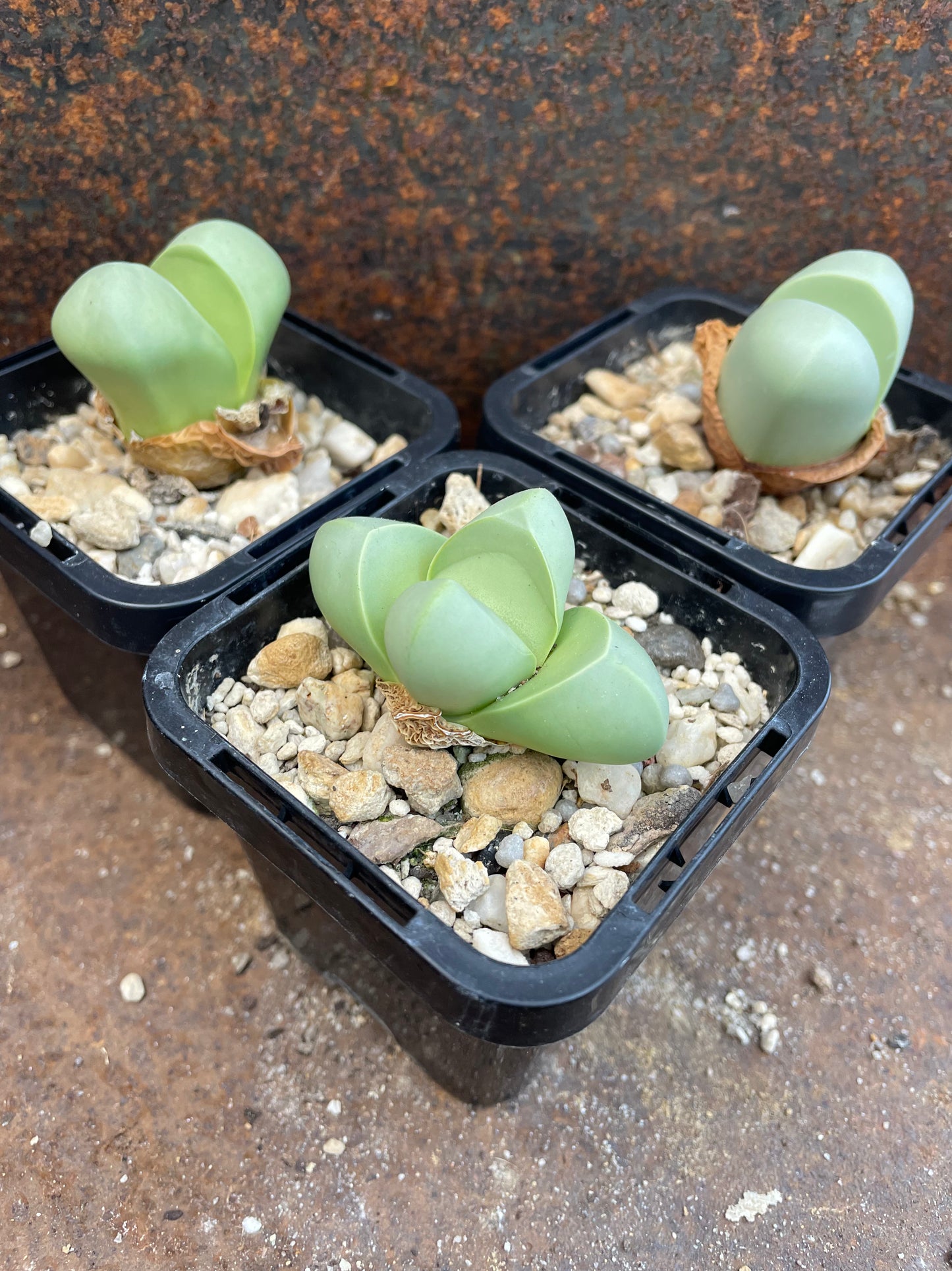 Argyroderma delaetii