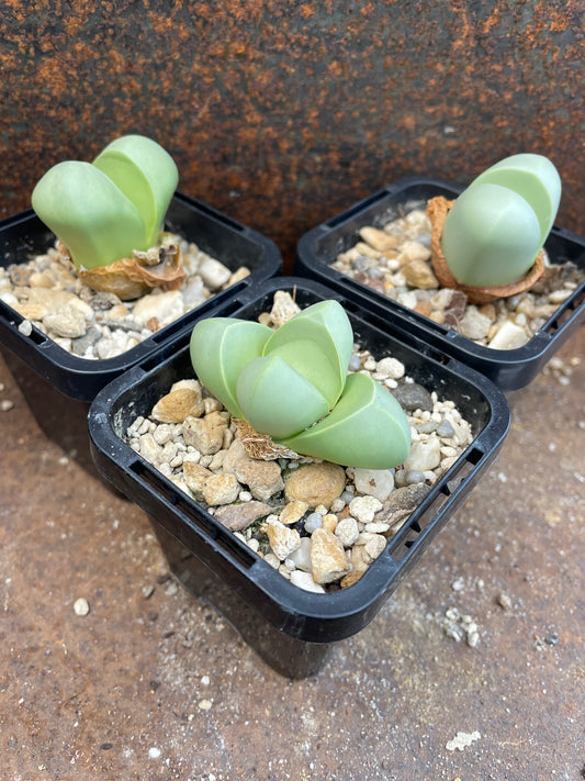 Argyroderma delaetii