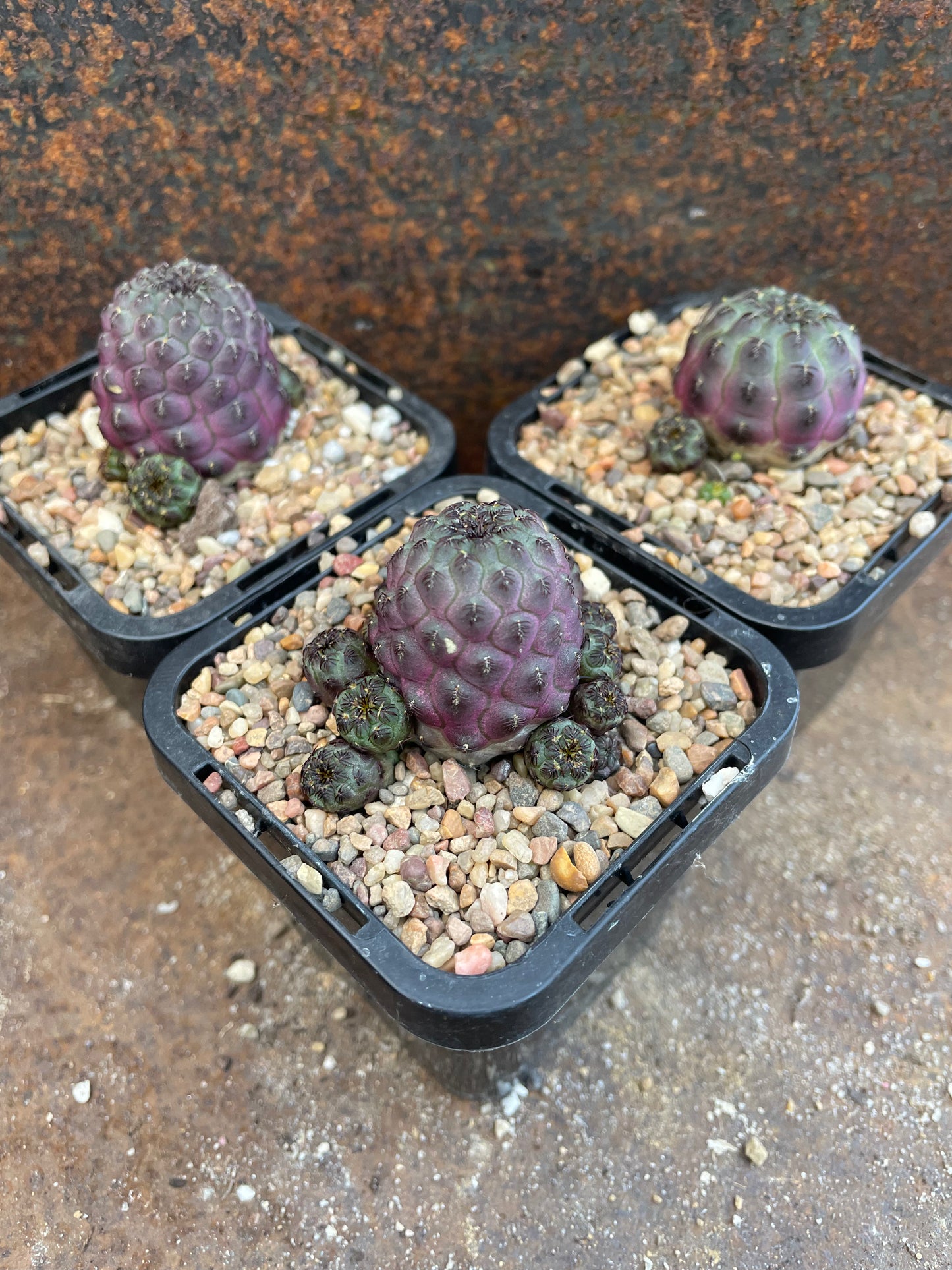 Sulcorebutia rauchii 'Purple'
