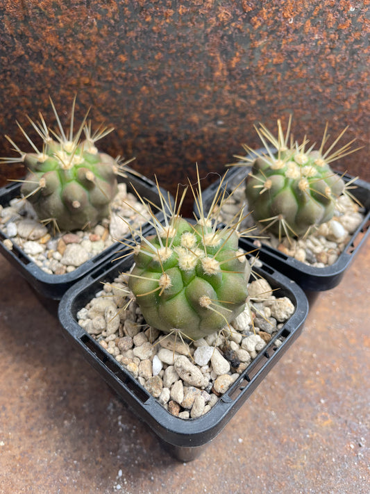 Copiapoa haseltoniana