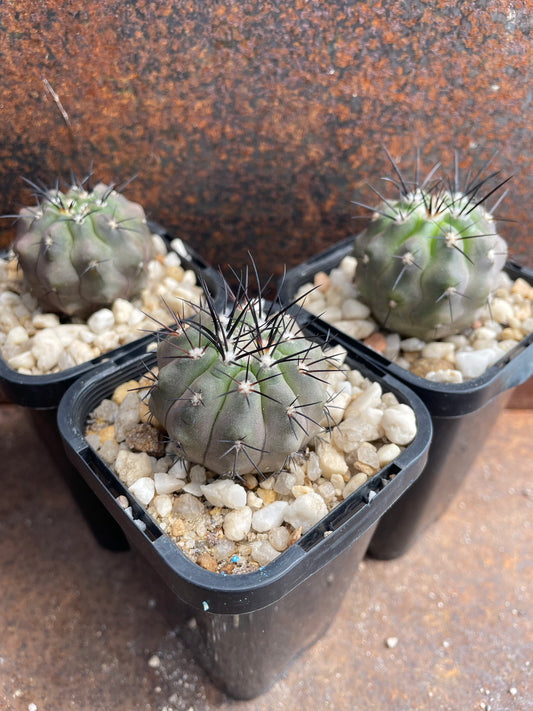 Copiapoa calderana