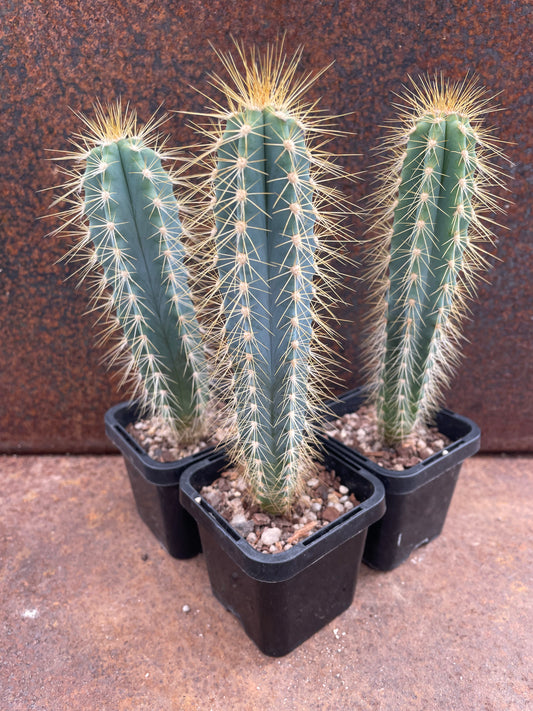 Pilocereus Azureus 'Blue Torch’