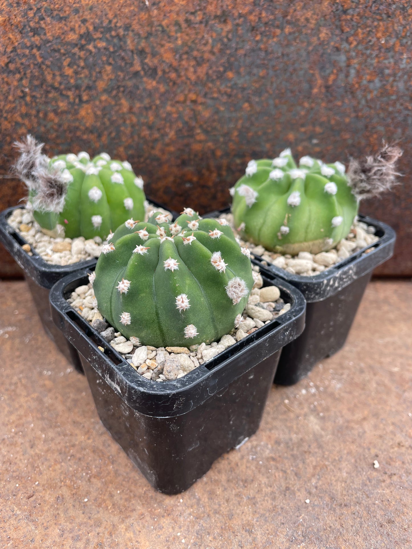 Echinopsis denudata