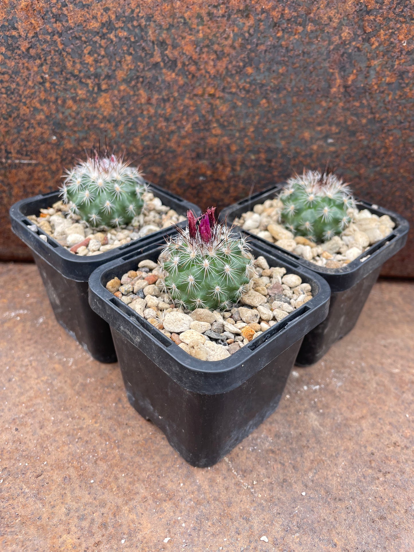 Turbinicarpus viereckii