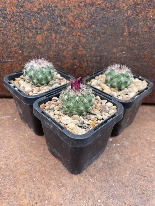 Turbinicarpus viereckii