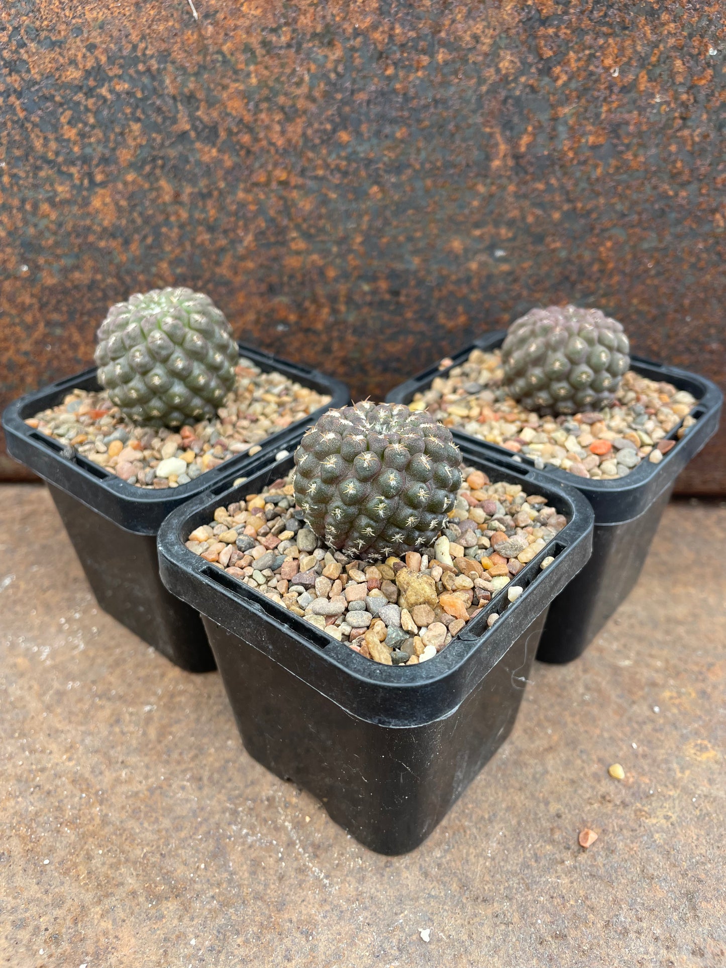 Neochilenia napina x taltalensis