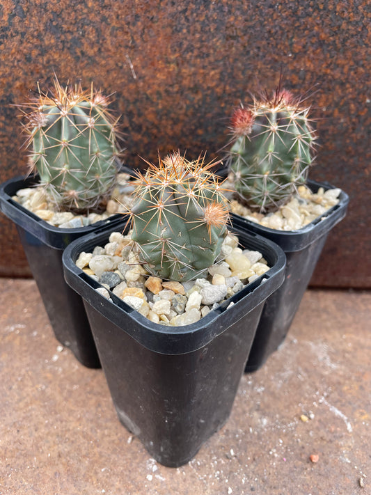 Echinocereus subinermis var ochoterenae