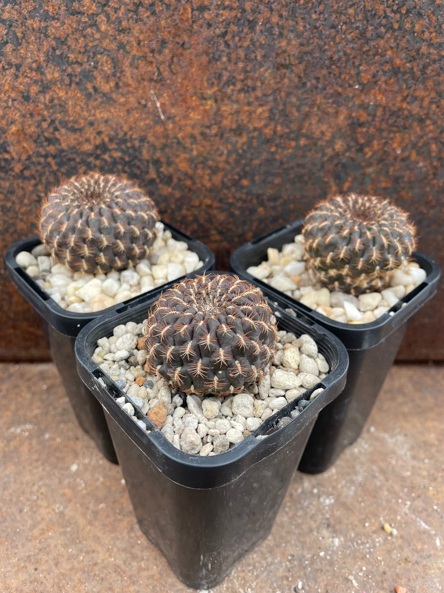 Sulcorebutia arenacea
