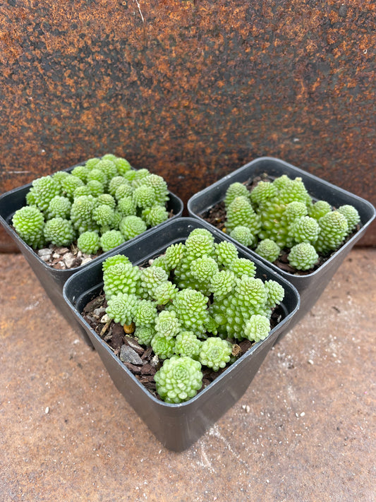 Monanthes polyphylla