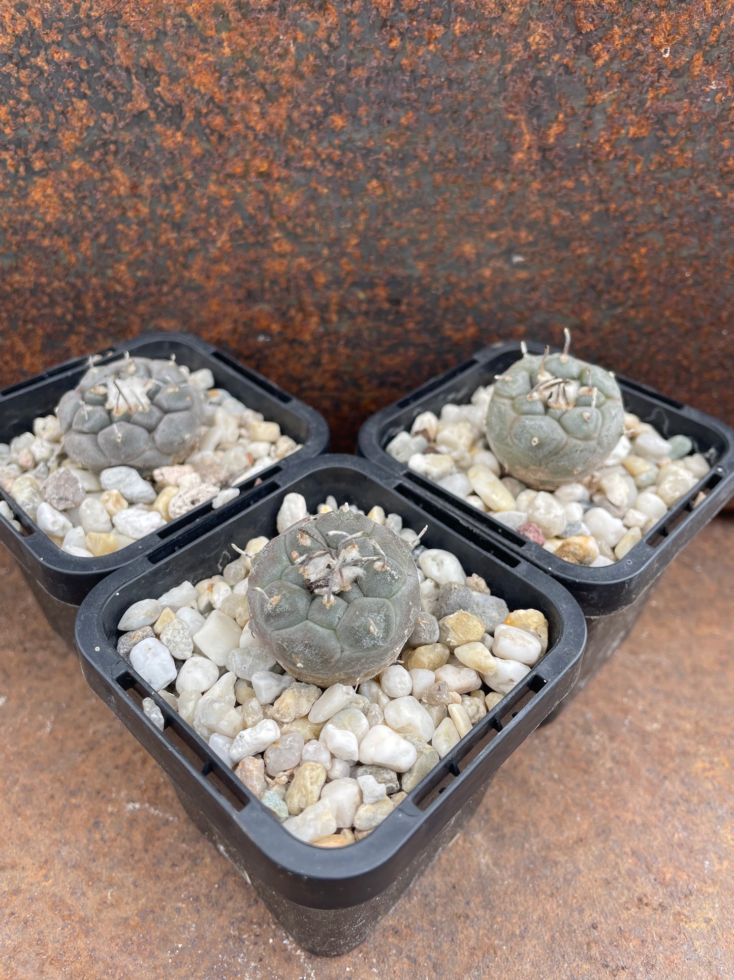 Turbinicarpus jauernigii