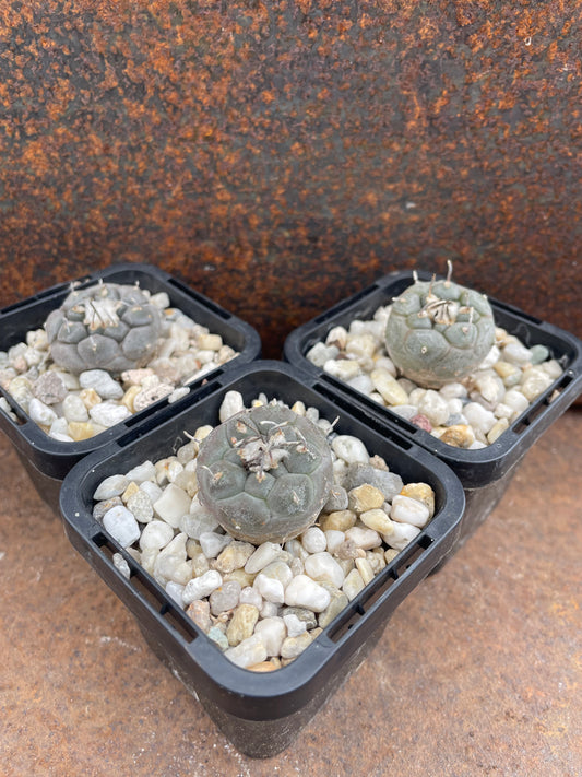 Turbinicarpus jauernigii